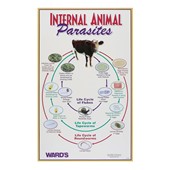 Parasitology Models & Specimens